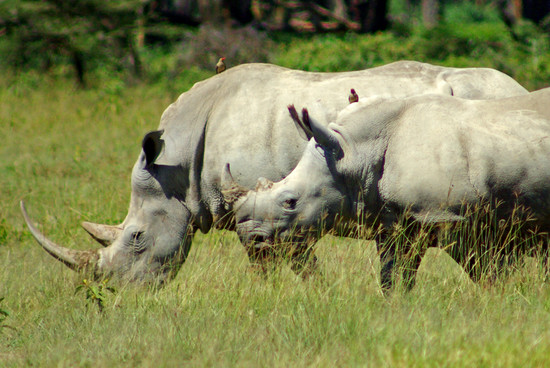 nosorożce - nosorożce.jpg