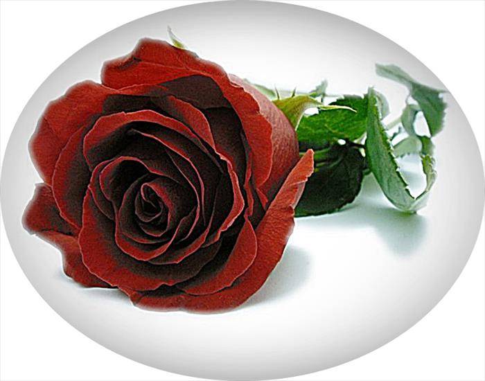róże 6 - www.scraplandia.com-graphics-a-231207014305-crop.jpg