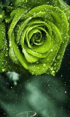Kwiaty - Green_Rose.jpg