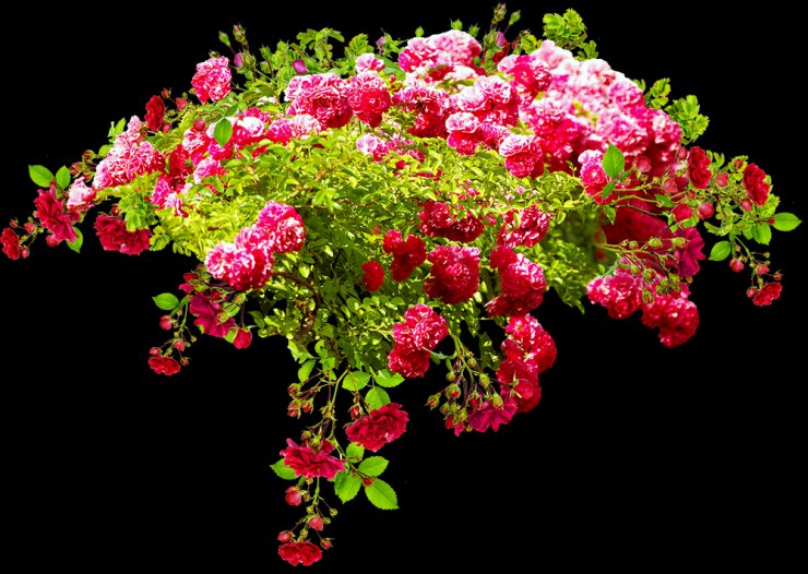 Kwiaty róże - 3950748.png