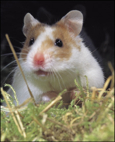 chomiczki - hamster 05.jpg