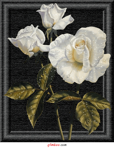 Róża-piękny kwiat - obraz 1.gif