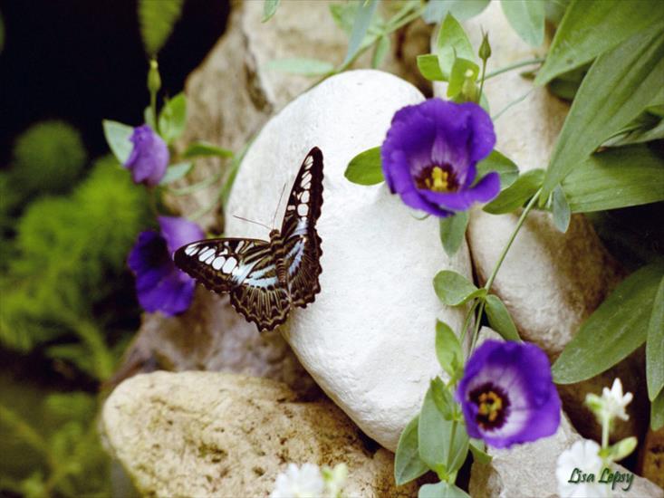 motyle-owady - butterfly_81.jpg