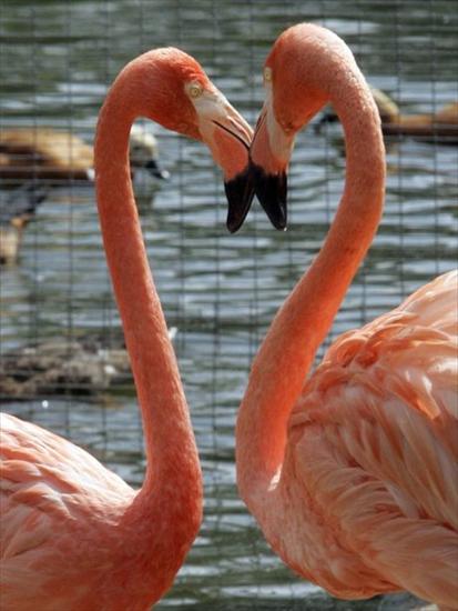 Flamingi - XCXC.jpg