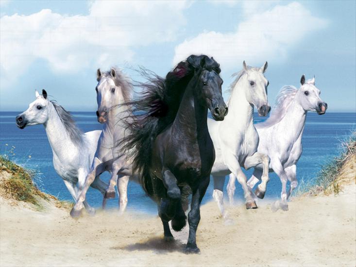 konie - Animals-Wallpapers-Fantasy-Beautiful-Horses.jpg