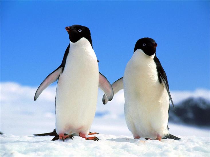 Pingwiny - 2_Penguins_Walking_Together.jpg