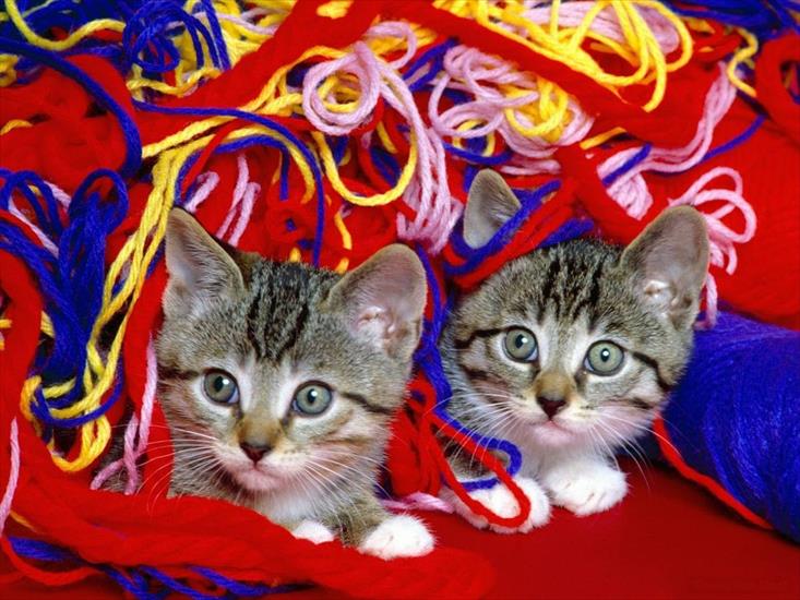 Koty - koty w sznurku.jpg
