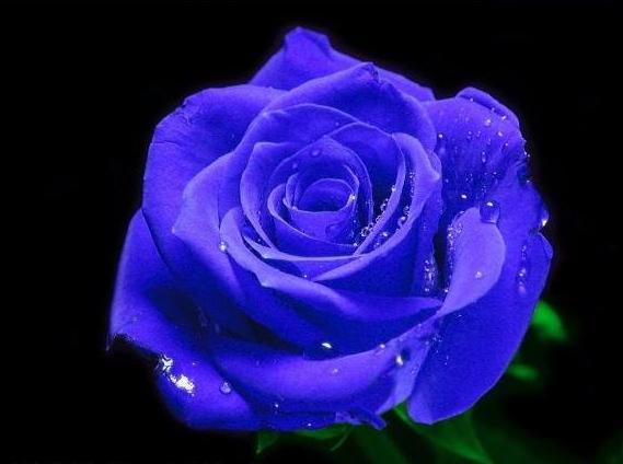 Galeria - rose blue.jpg