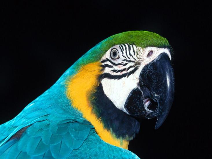 papugi - zwierzeta130.jpg