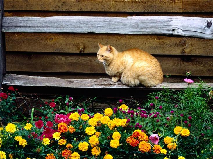 Zwierzęta - Kot w ogródku.JPG