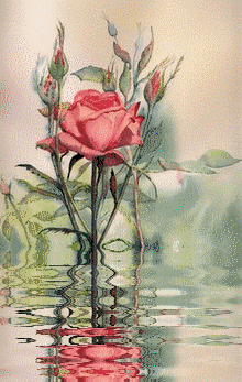 róże - rosereflet.gif