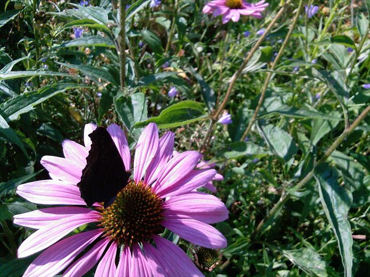 Motyle na kwiatach - Motyl.jpg