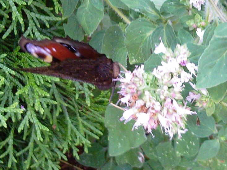 Motyle na kwiatach - Zdjęcia-0007.jpg