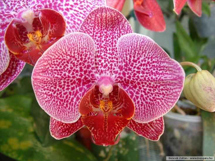 storczyki - orchidea-080.jpg