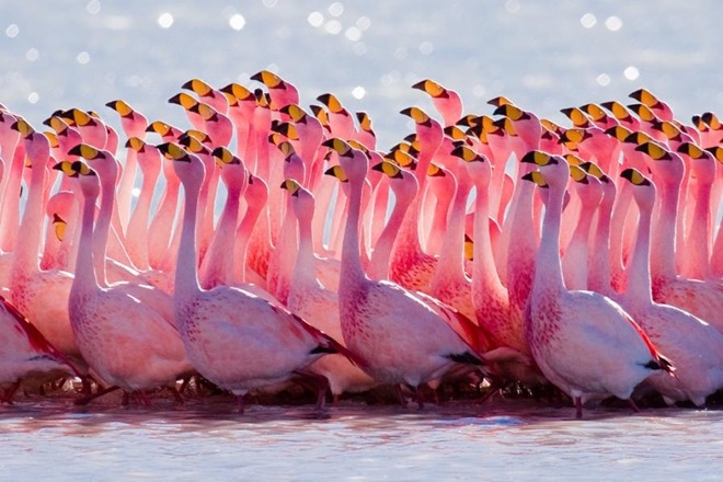 flamingi - flamingi.jpg