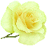 Róże żółte - 1141871c55m6ny6l9.gif