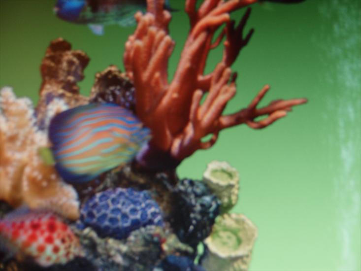 Akwarium koralowe i egzotyczne rybki na zdjęciach - 2009-09-16_01-41-28_P9163917.JPG