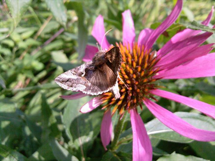 Motyle na kwiatach - M 54.jpg