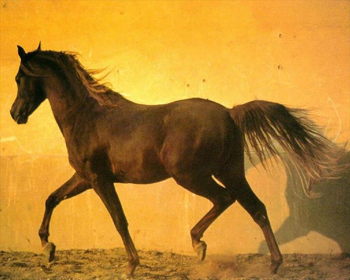 Konie - zwierzeta-konie-1280-34721.jpg