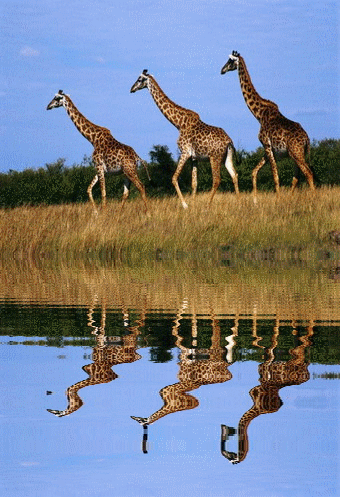 giffy ze zwierzętami - Żyrafy w odbiciu wody.gif