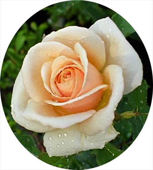 róże 6 - apricot_rose_dsc01073-900a-crop-crop.jpg