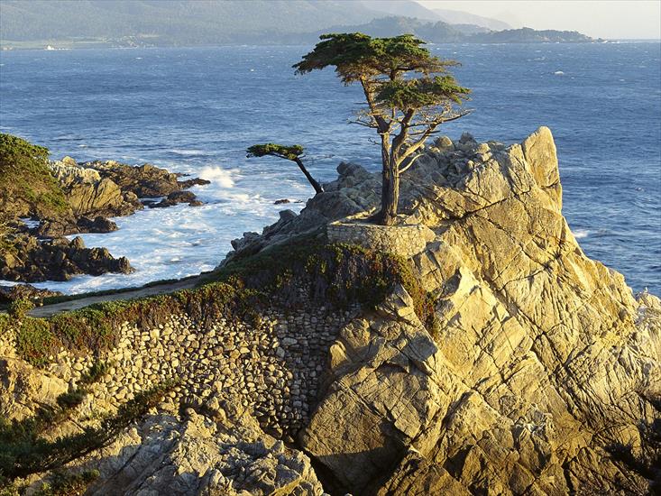 cuda natury foto 1 - Lone Cypress, Pebble Beach, California.jpg