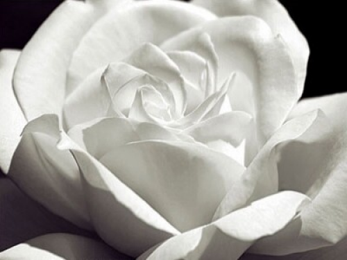 OTULONA-WIATREM - O-W róża biała olbrz.rose-white.bmp