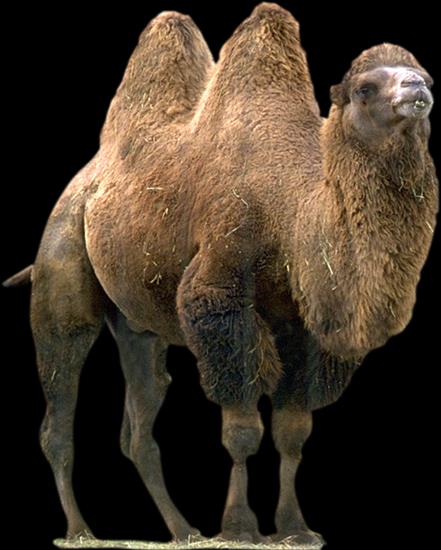 WIELBŁĄDY - camels 4.png