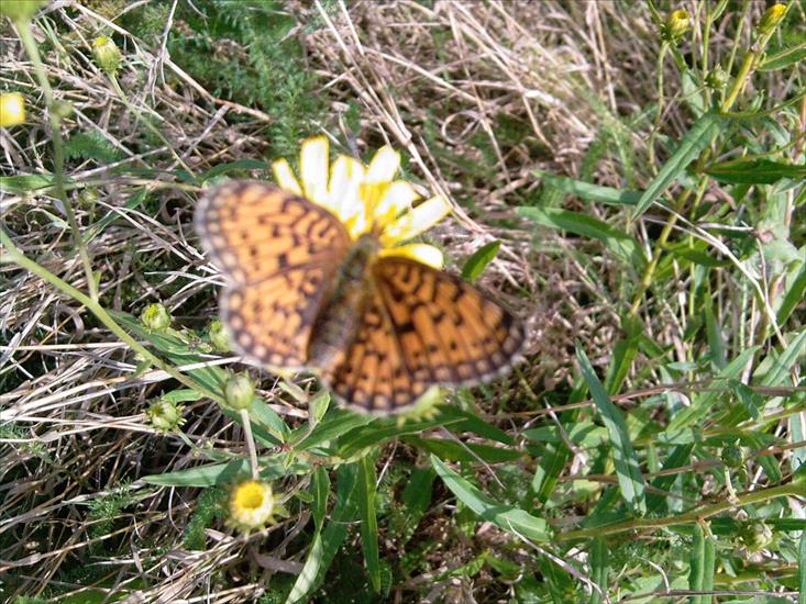 Motyle na kwiatach - M 96.jpg